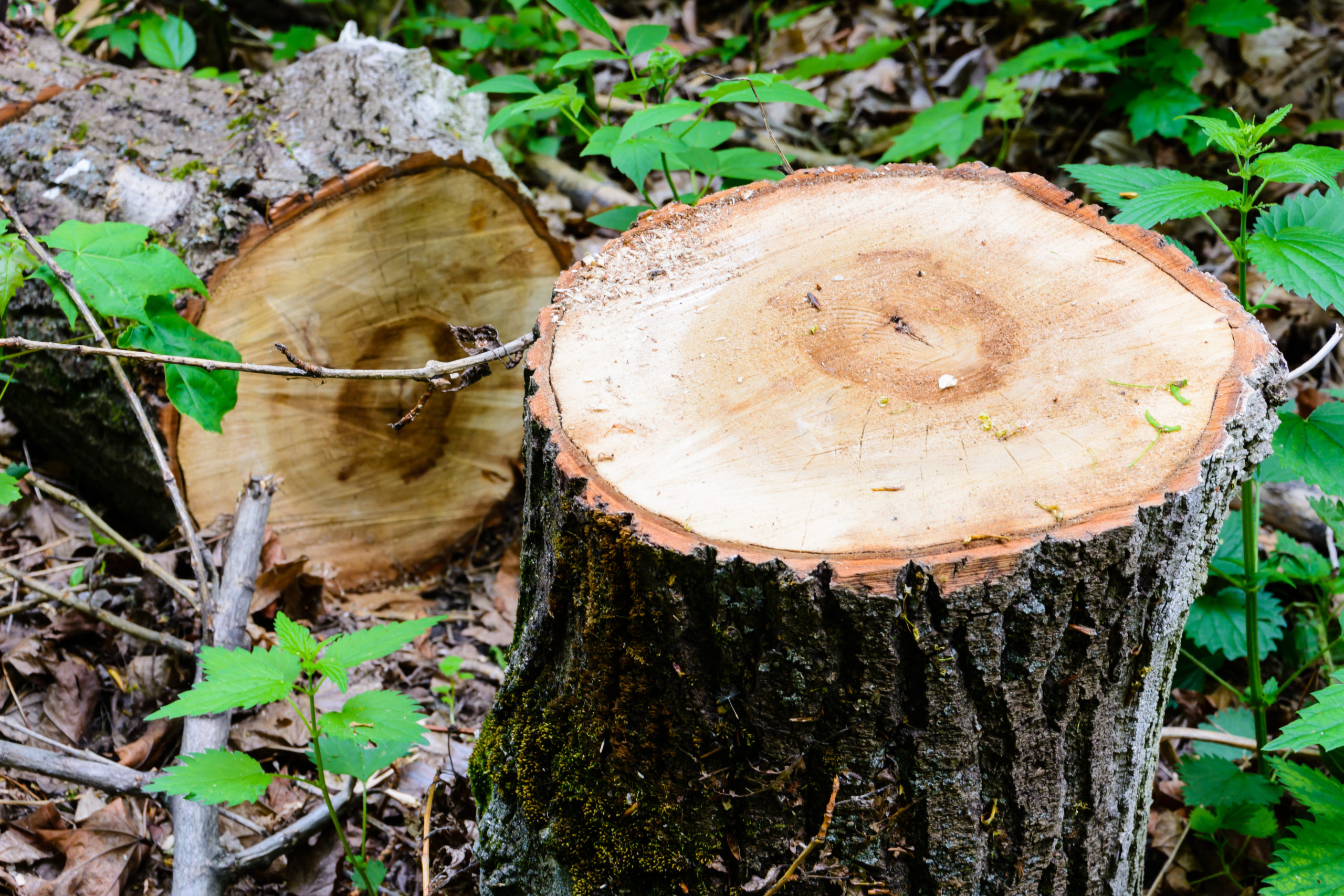 Fresh stump