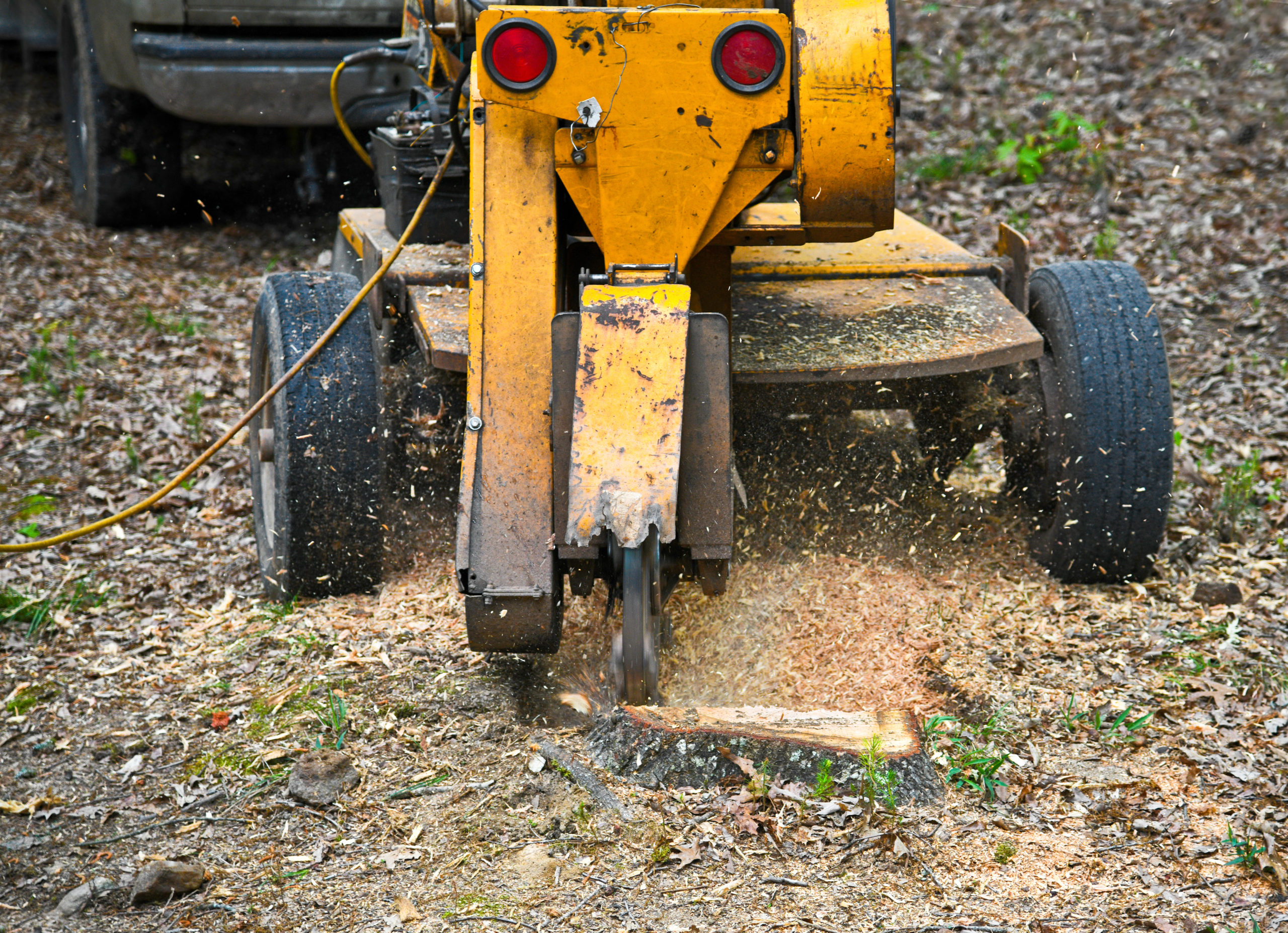 Stump grinding and removal tips from tree experts - Total Landscape Care