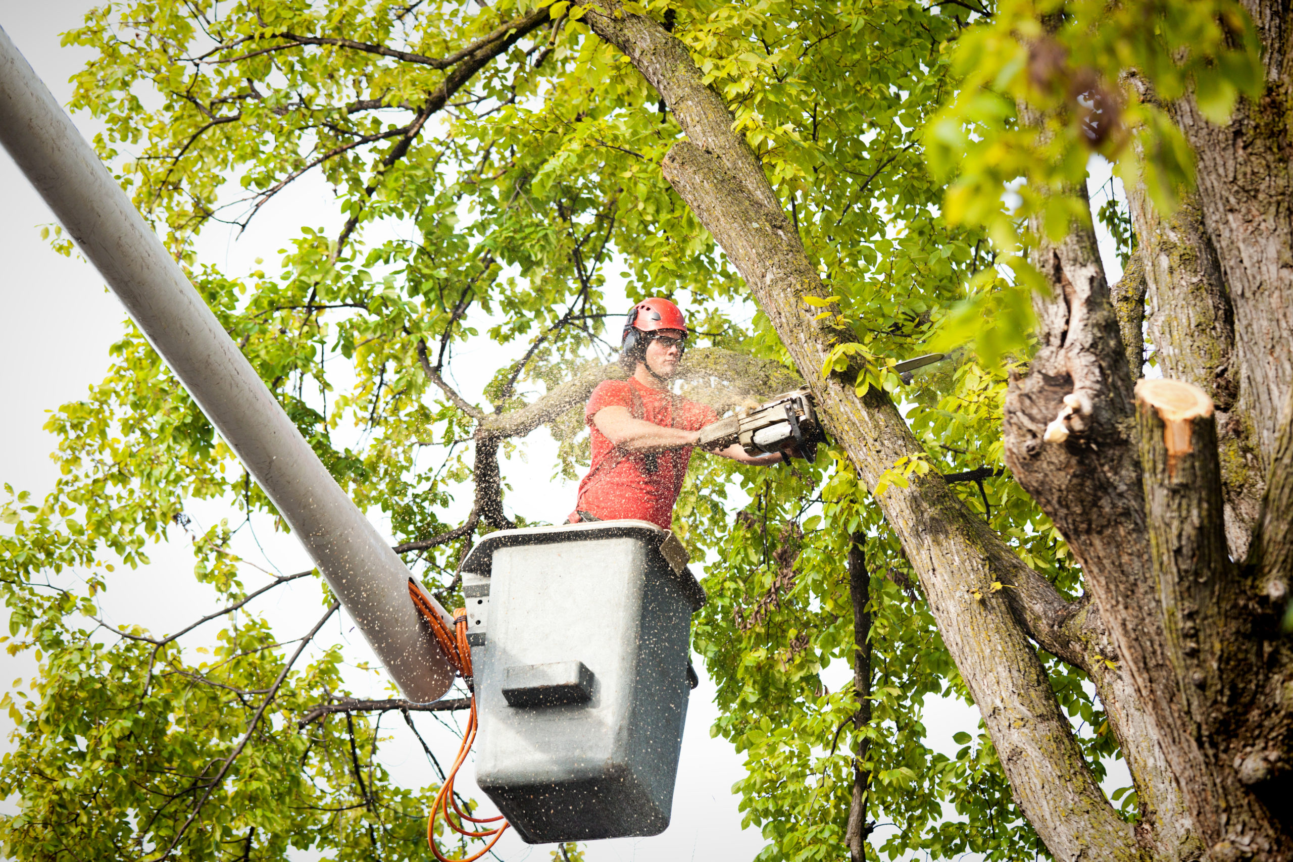 Arborist Services