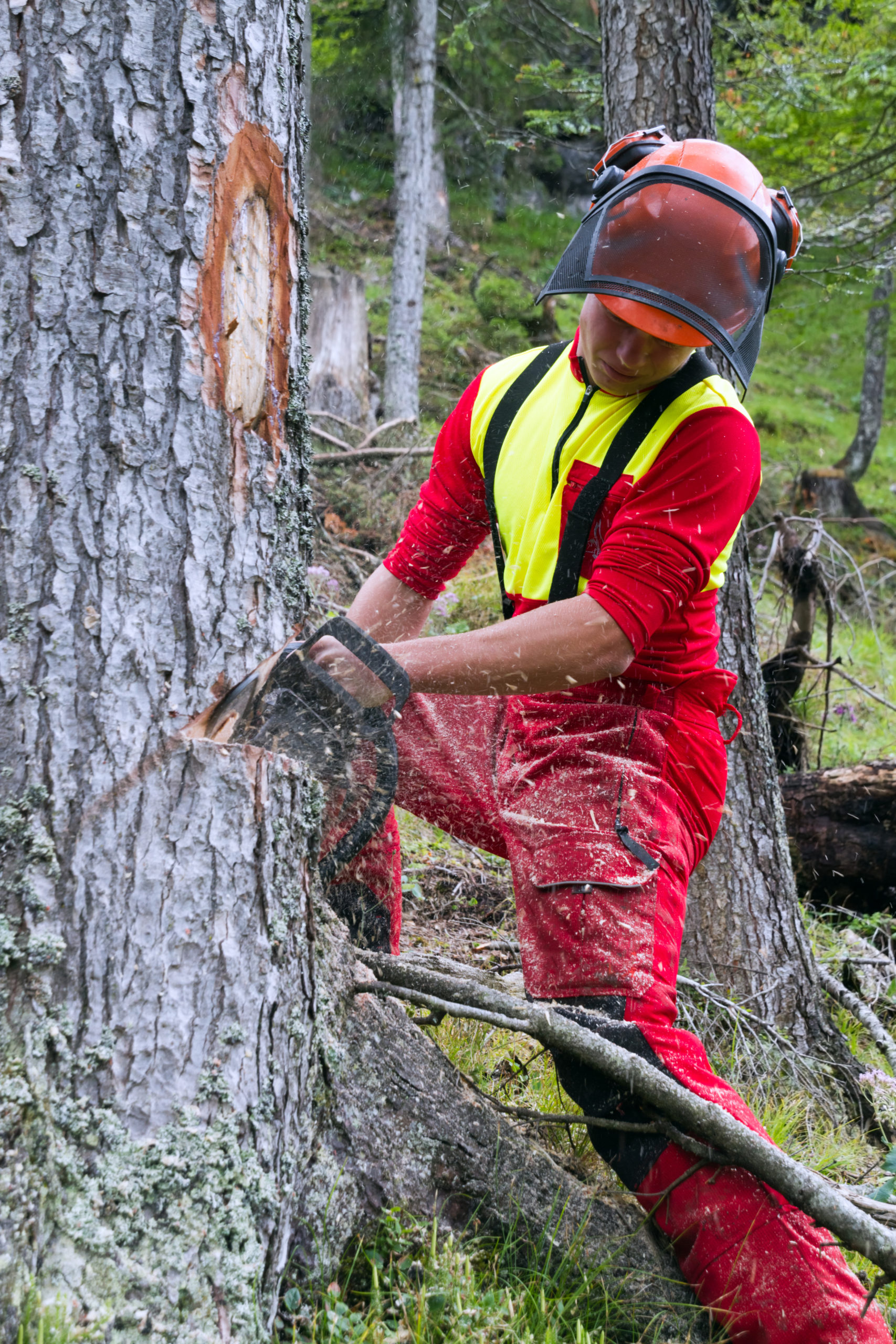 Stump cuttings service