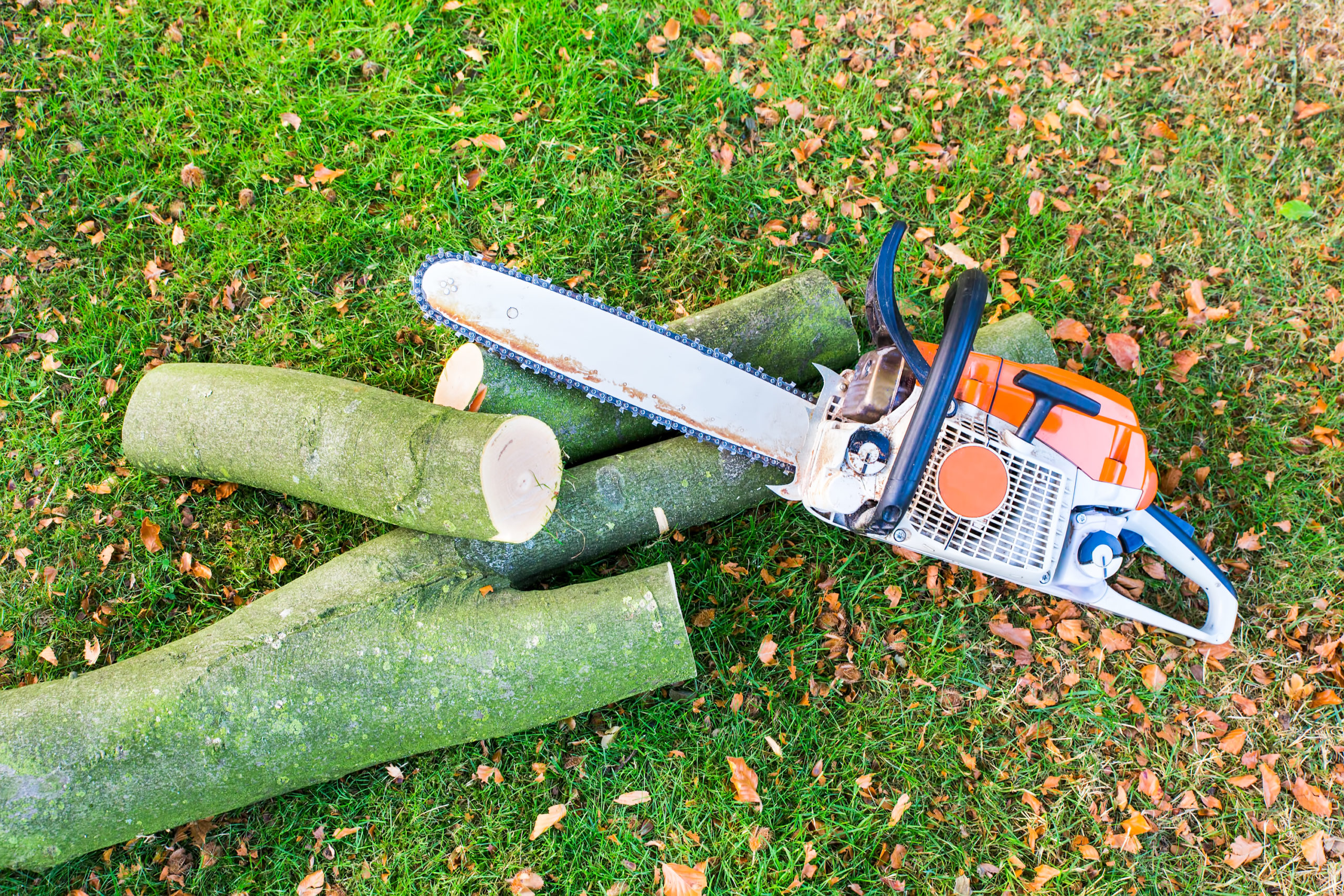 Tree cut with Chain saw