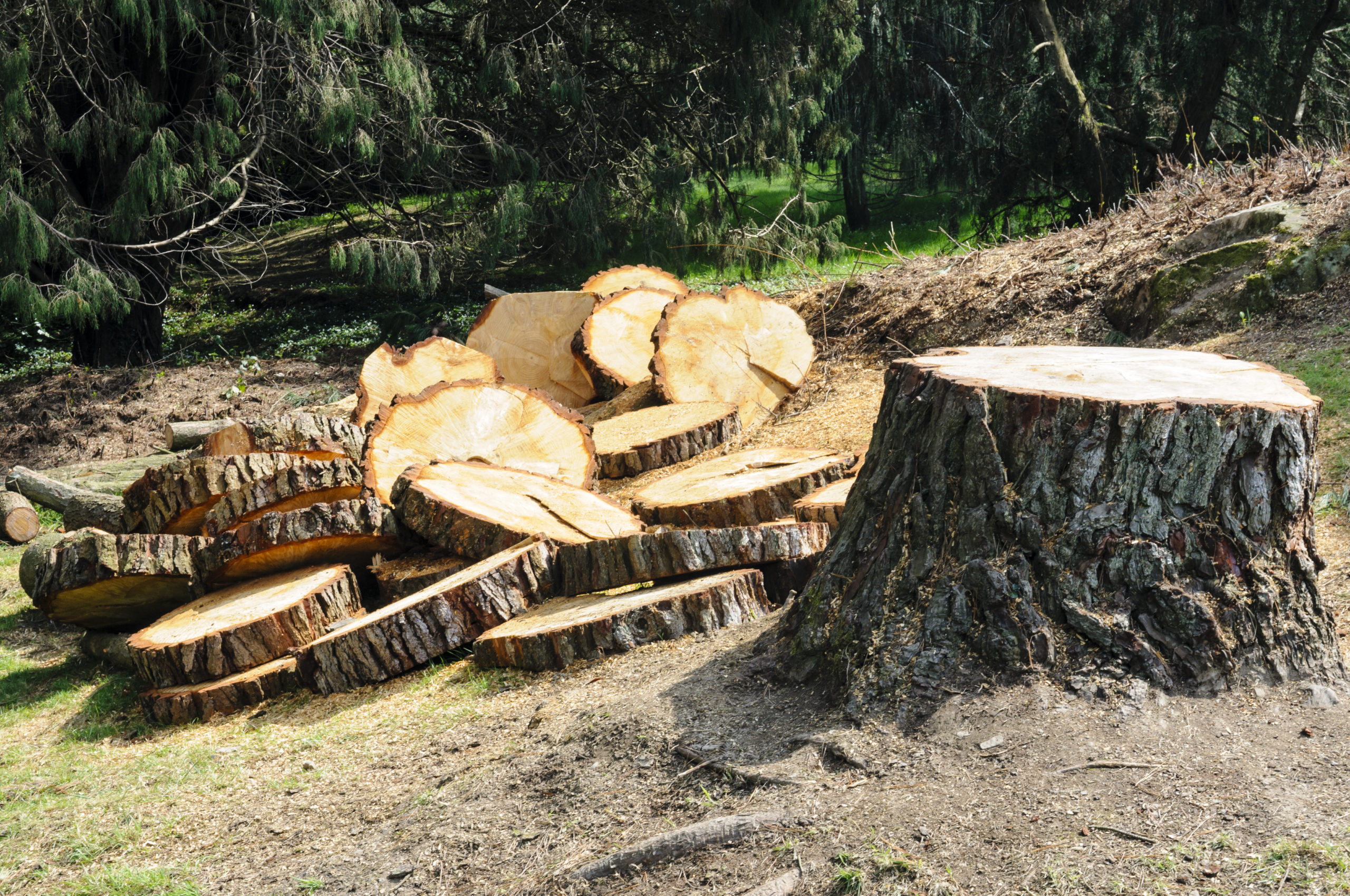 Tree cutting