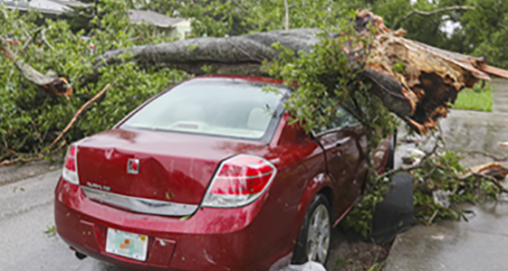 Car damaged by tree