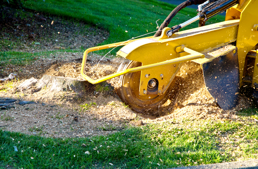 Stump Grinding - Tree Time Atlanta Tree Service