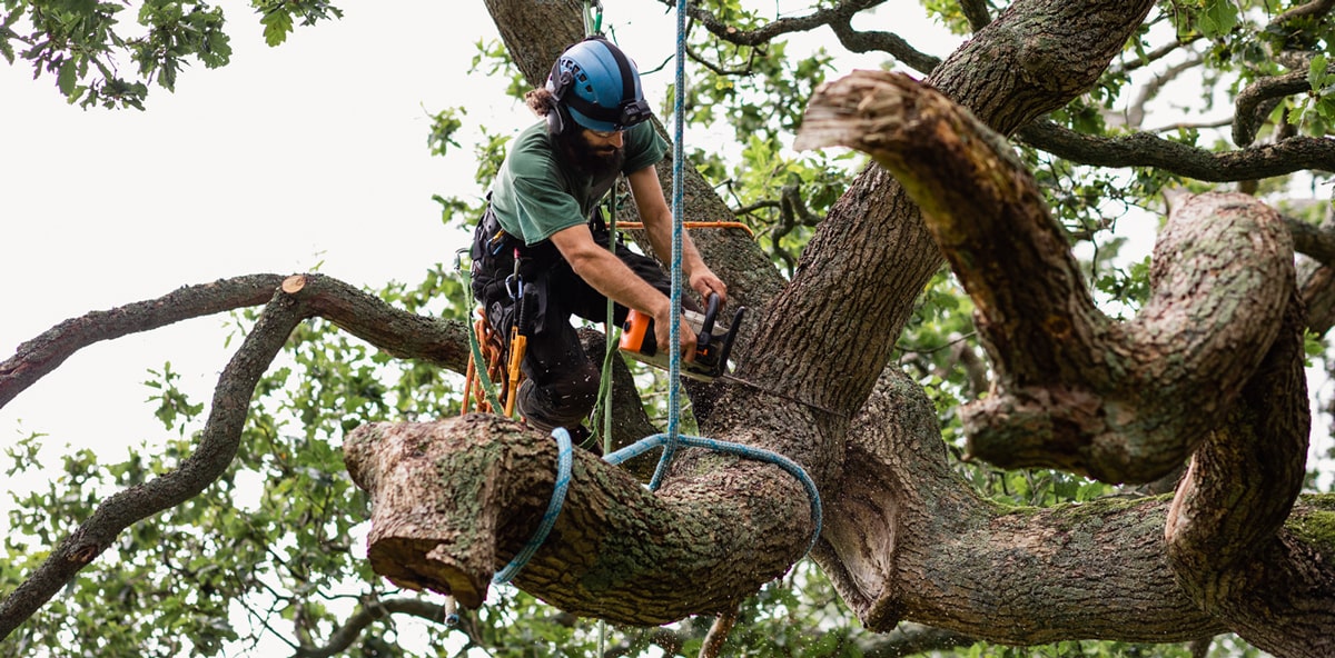 removing large tree limb during tree removal