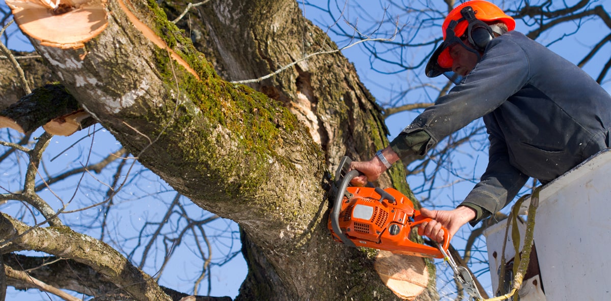 large tree limb being trimmed from high up in a tree