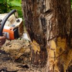 Benefits of hiring a tree removal service