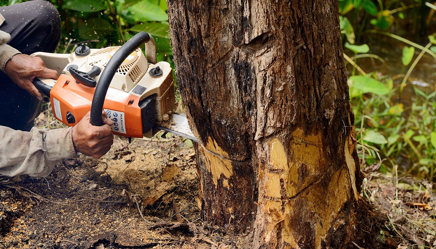 Tree Lopping