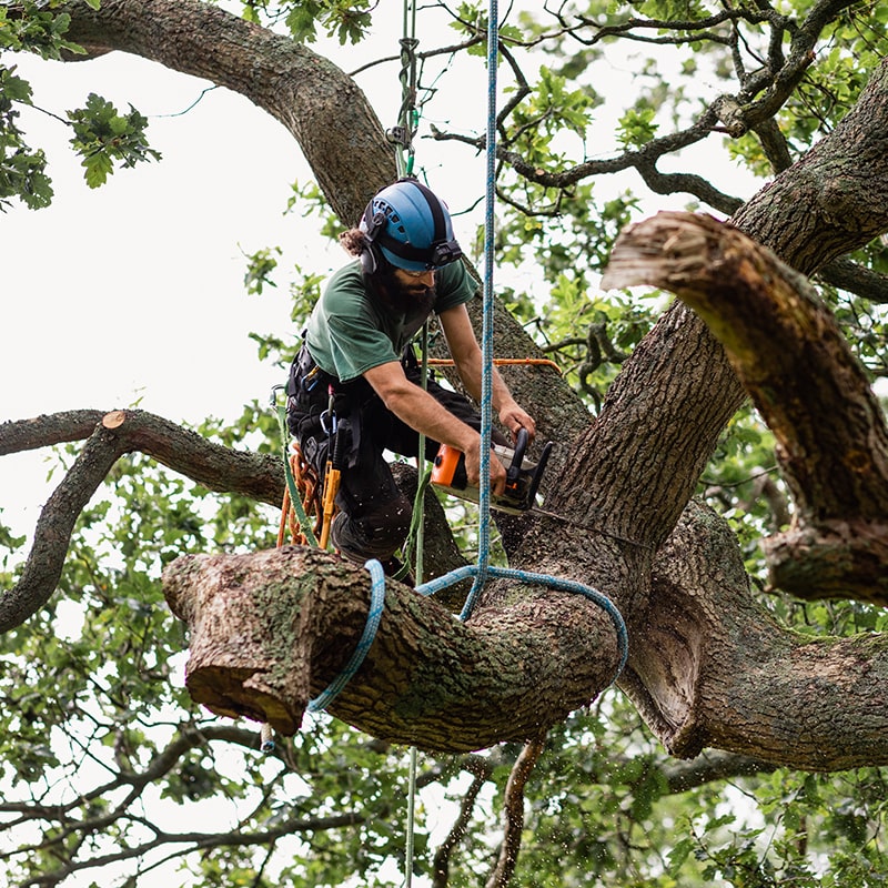 TREE SERVICES SIOUX FALLS