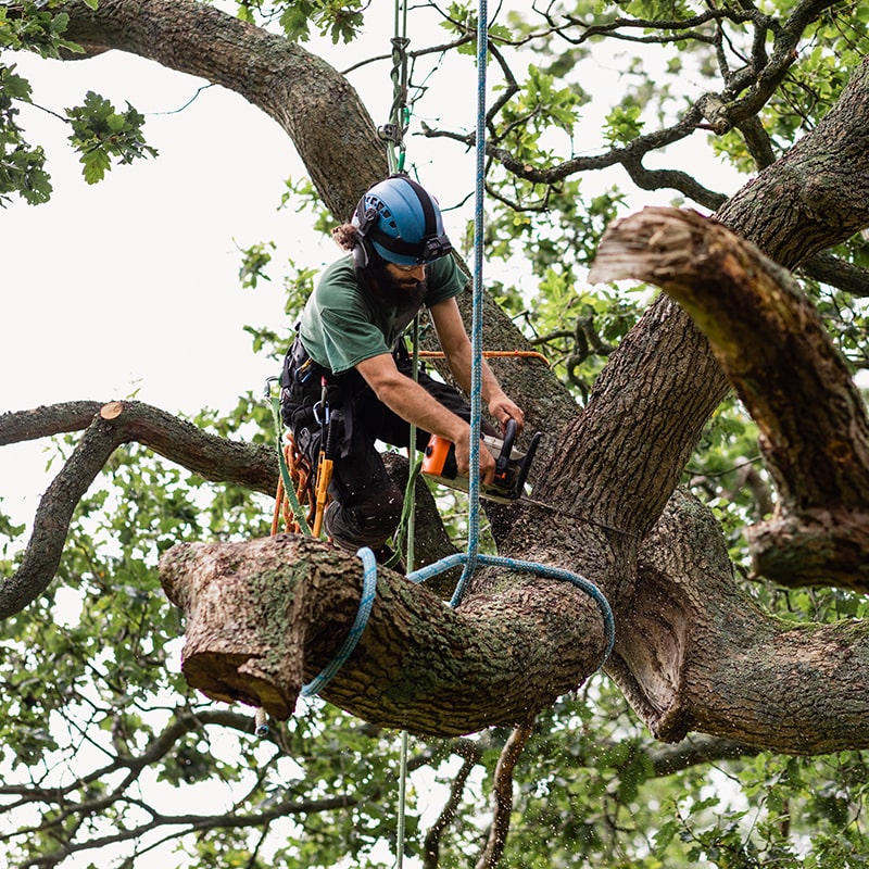 Tree Services Near Me