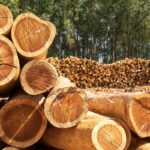 pros and cons of cutting down pine trees
