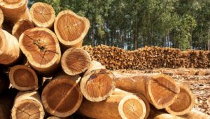 pros and cons of cutting down pine trees