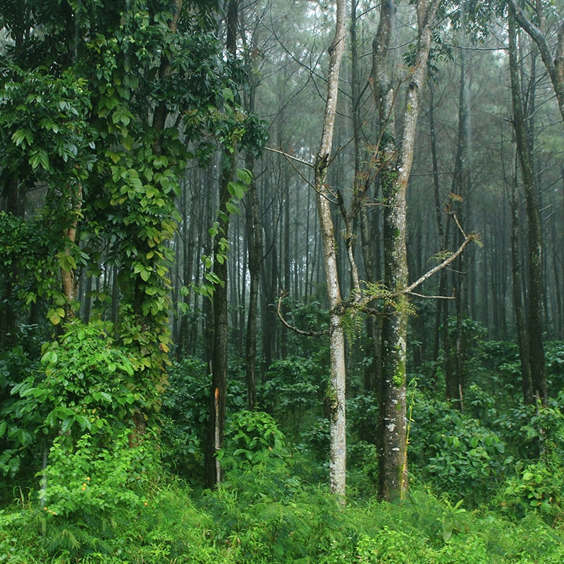 pros and cons of cutting down pine trees