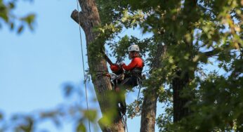 Large Tree Removal