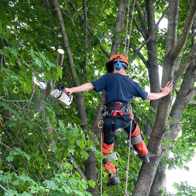 Tree trimming by a man having priming tool in his hand