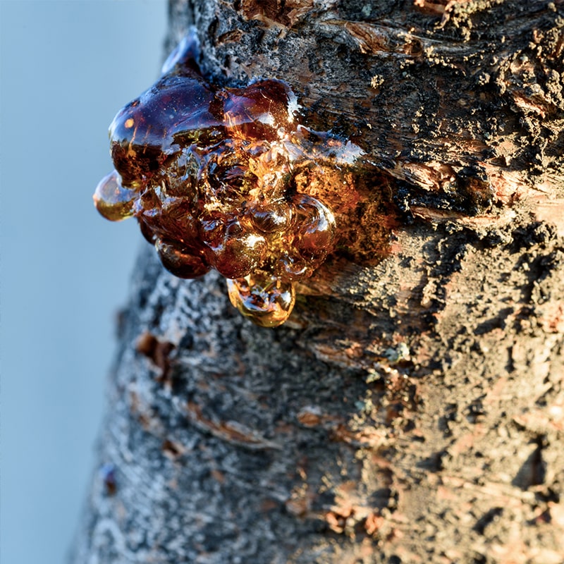 Signs of a dying tree ozing sap