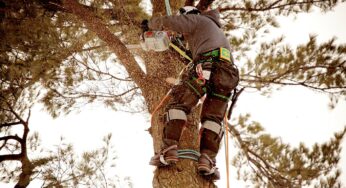 Tree Trimming