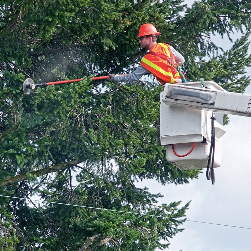 how-can-i-find-a-trusted-tree-trimming-near-me-tree-time-atlanta