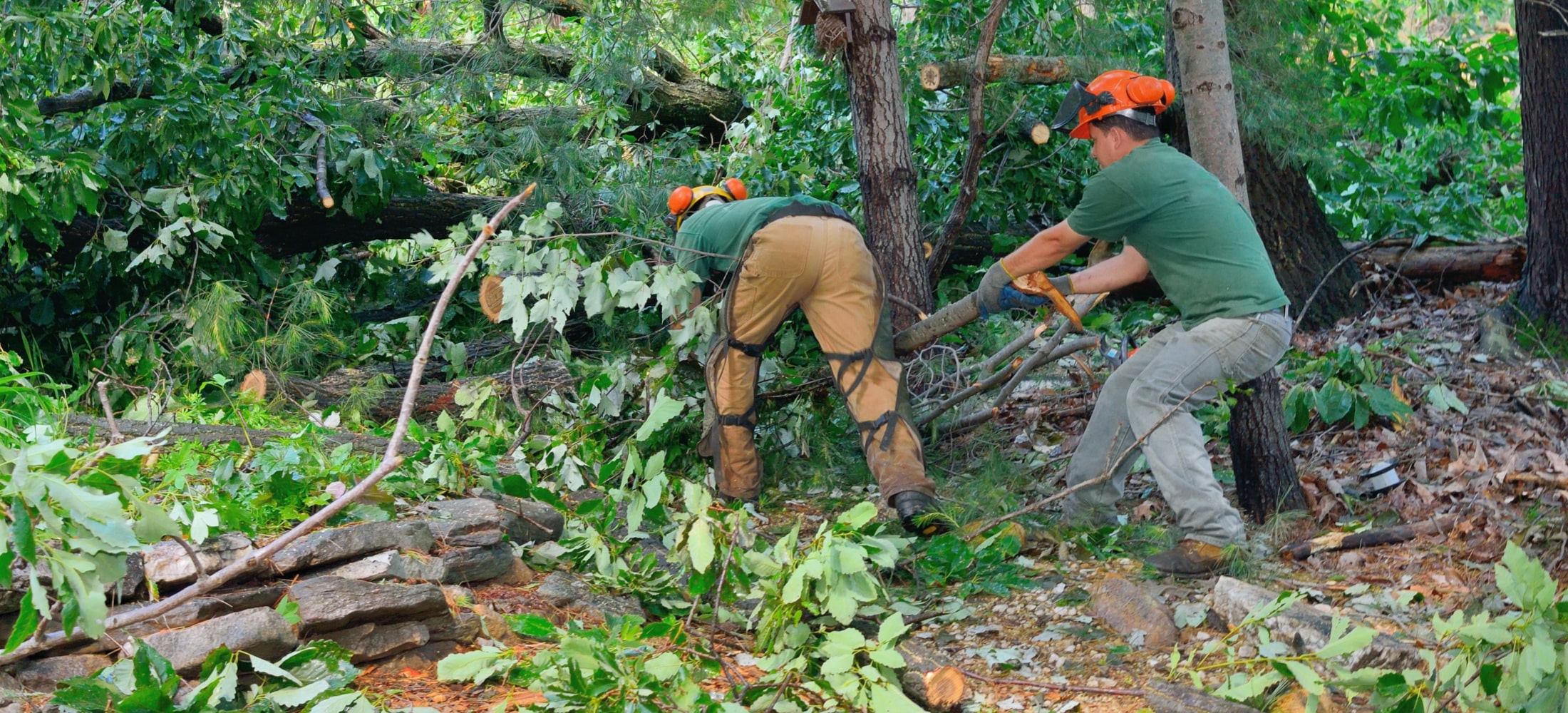 A Tree Service Lawrenceville, GA Can Rely On - Tree Time Atlanta