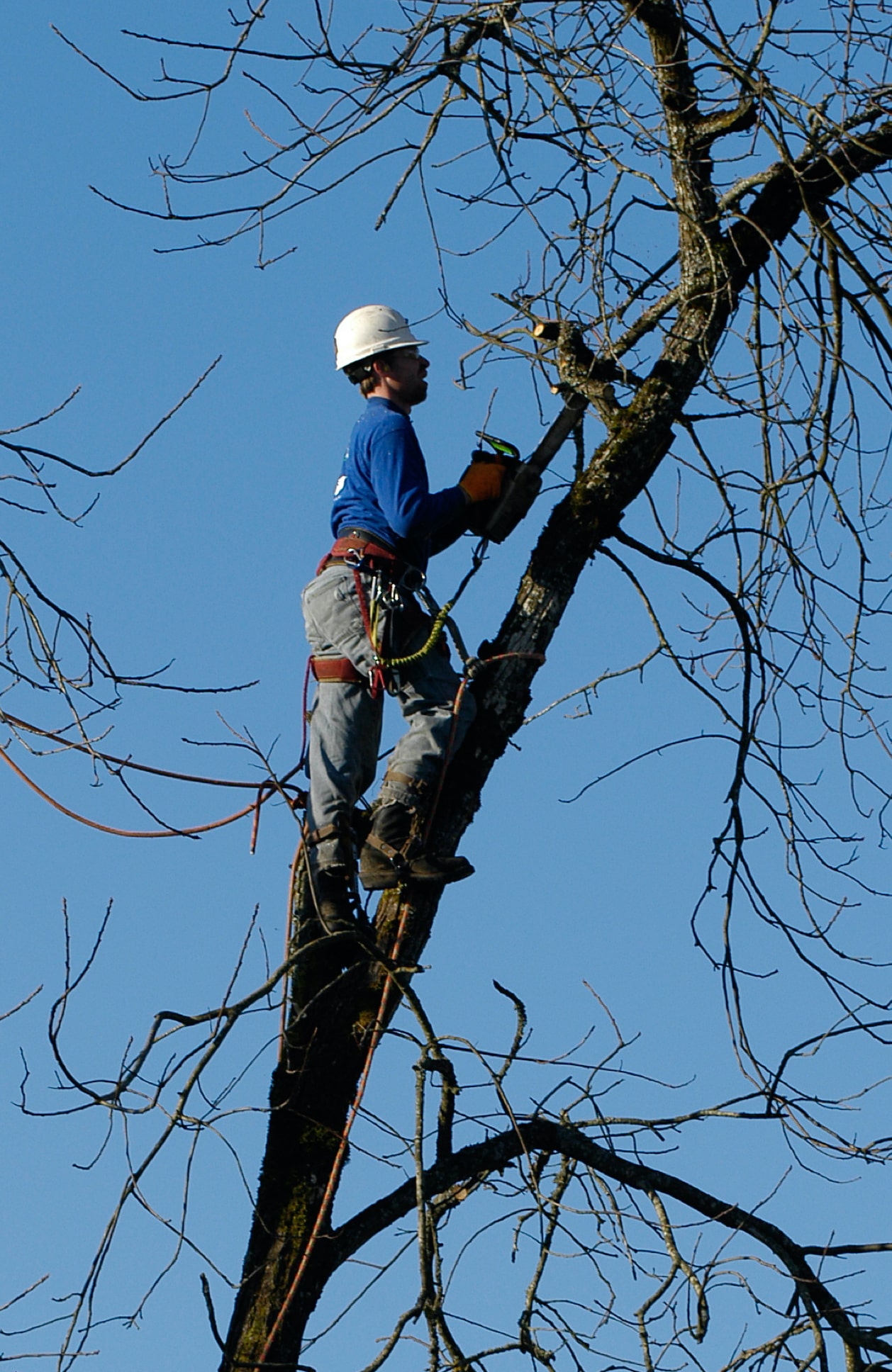 The Preeminent Tree Service in Mountain Park, GA Tree Time Atlanta