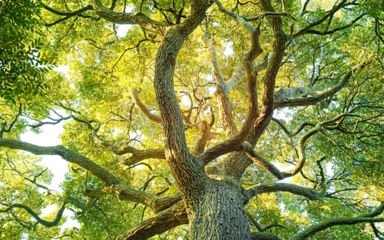 trees become beautiful and healthy from regular tree trimming and pruning