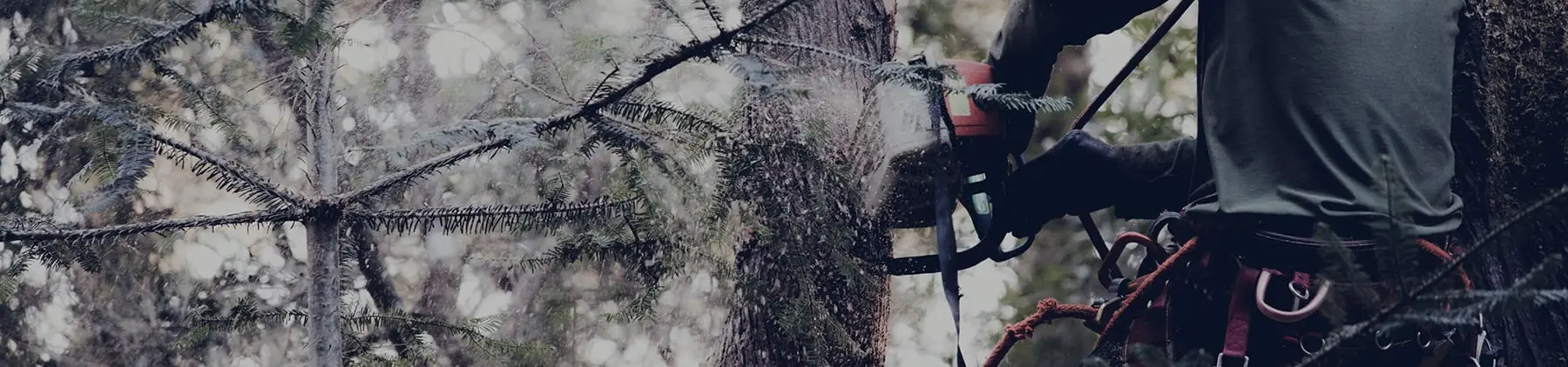 Arborist Services - Tree Time Atlanta Tree Service