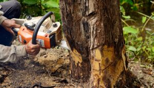 Benefits of hiring a tree removal service