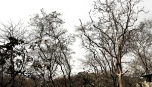 Signs of a dying tree