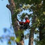 Tree trimming by a man having tree trimming tool in his hands