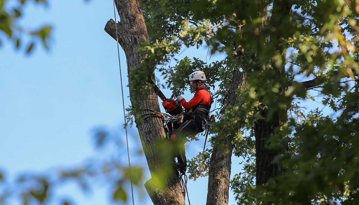 Tree trimming by a man having tree trimming tool in his hands