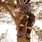 Tree trimming near me