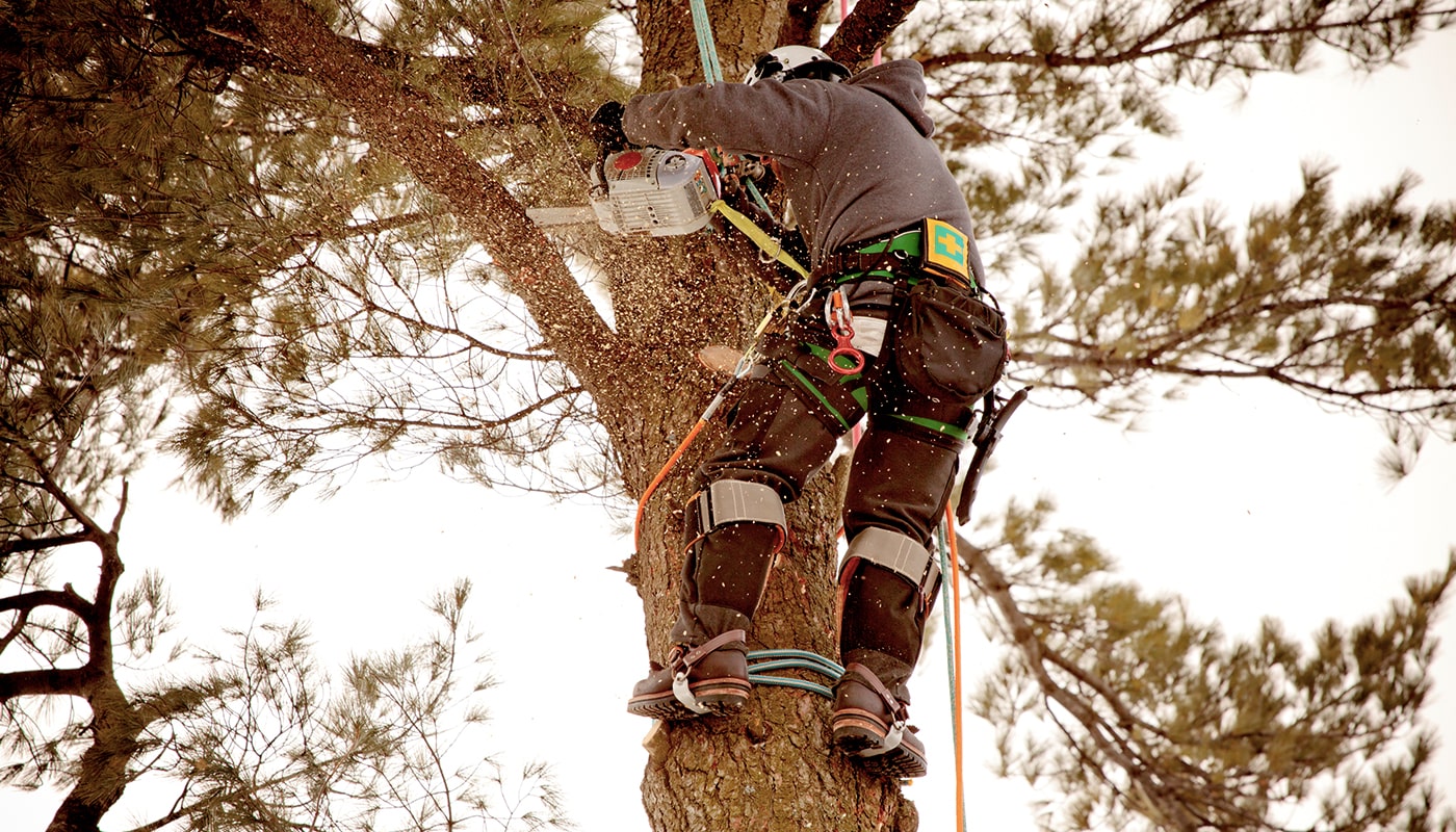 Tree trimming near me