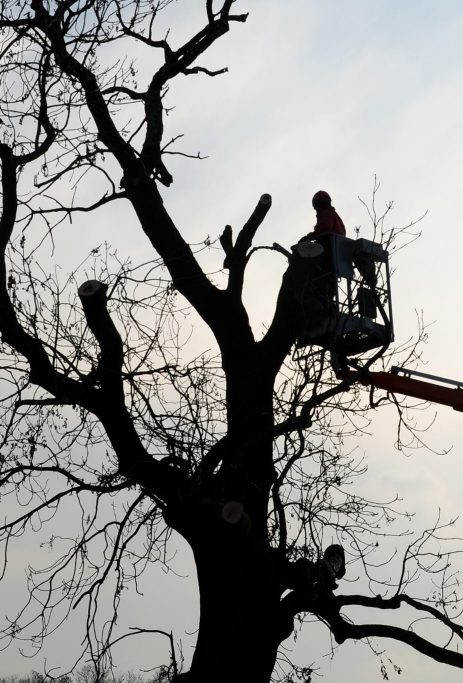 Tree Service in Grayson, GA early in the morning