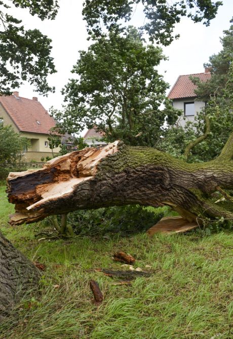 Storm damage, tree uprooted