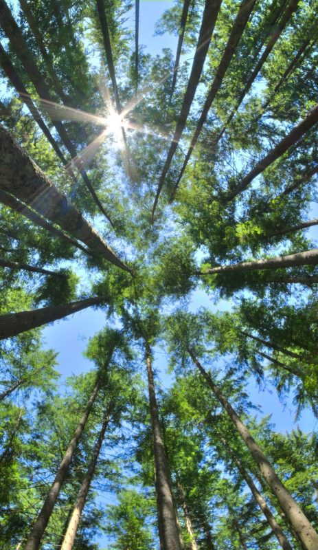 Fisheye HDR view looking directly up in dense Canadian pine forest with sun glaring in clear blue sky as trees reach for the sky