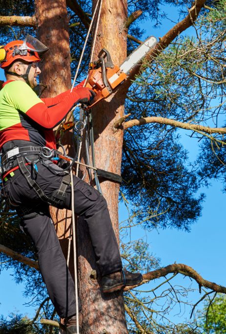 Tree trimming in progress