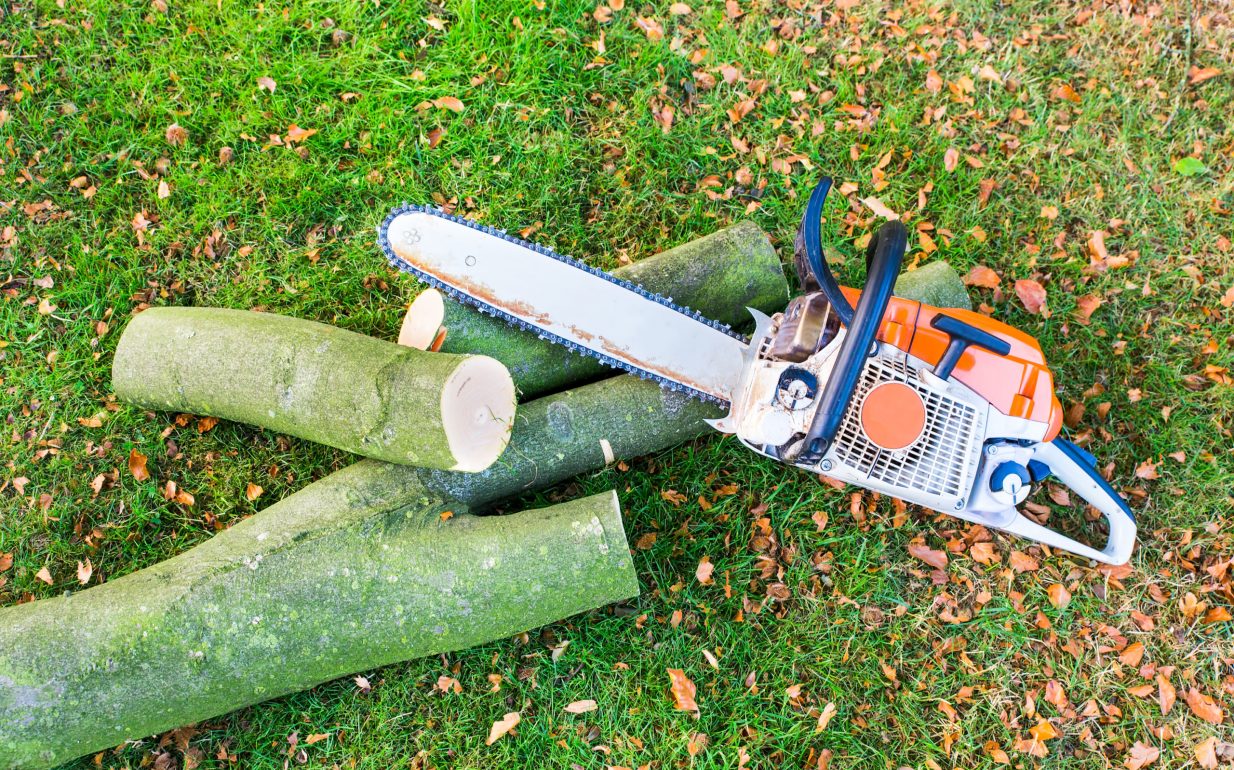 Tree cut with Chain saw