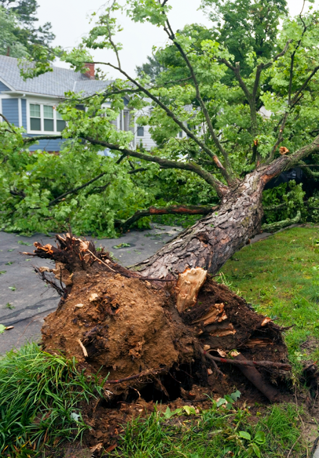 Tree uprooted by storm