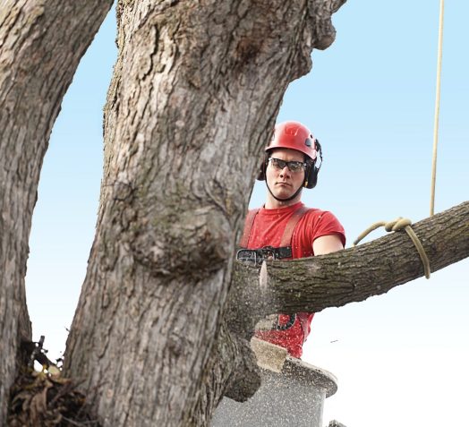 walton tree service cutting a limb off a tree